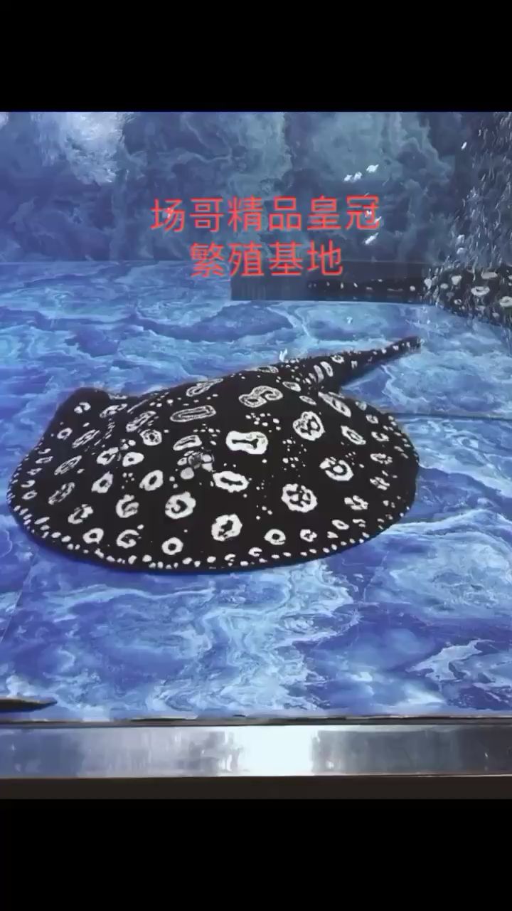 銅陵水族館繁殖大軍