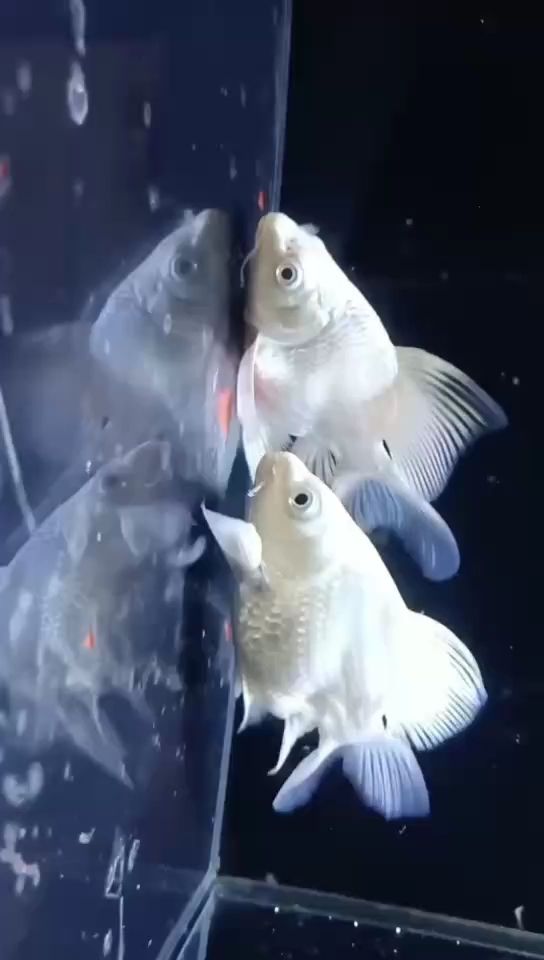 秦皇島水族館龍頭球 黃金達(dá)摩魚