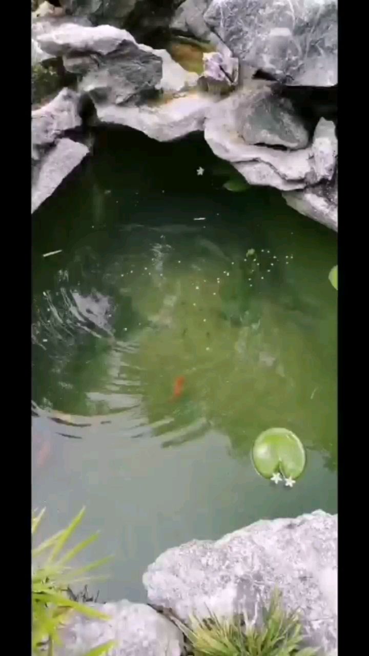 威海水族館一葉蓮開花了