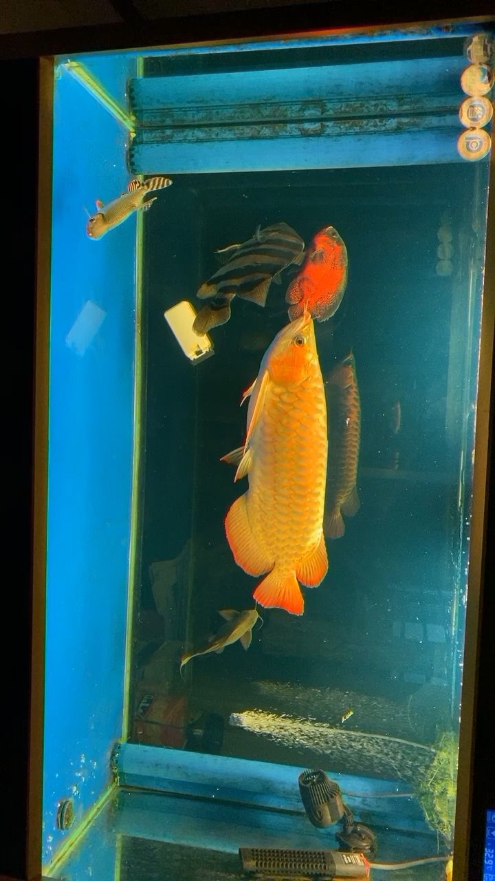 江門水族館龍魚虎魚一缸魚 虎魚百科 第1張