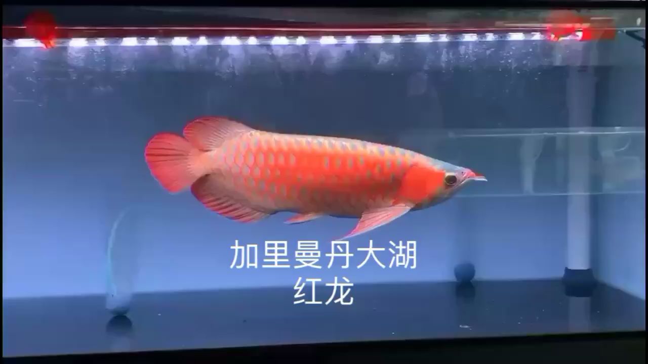 天津觀賞魚市場(chǎng)印尼大湖的魅力