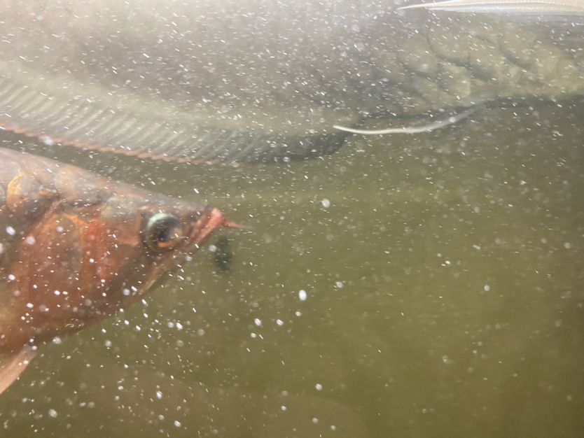 求幫助蒙眼 羅漢魚(yú)批發(fā) 第2張