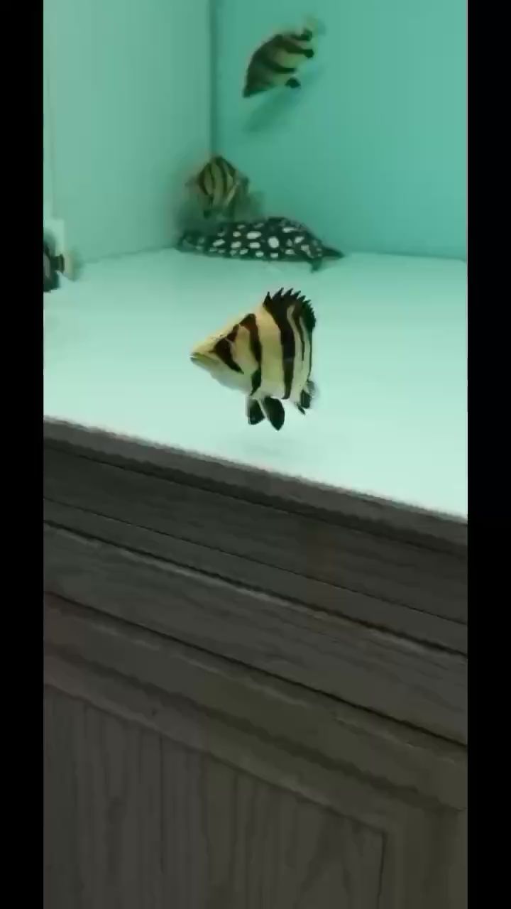 廣元水族館雜泰 紅龍專用魚糧飼料 第1張