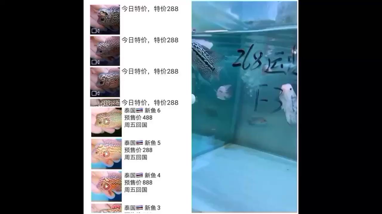 羅漢魚這么豪橫啦