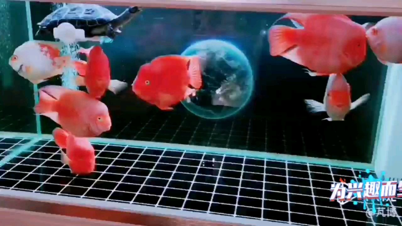 河源水族館做好日常護理