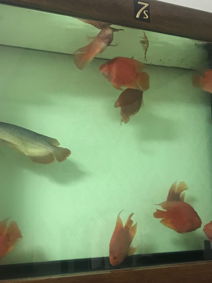 鸚鵡真的啥食都搶啊 鸚鵡魚 第1張