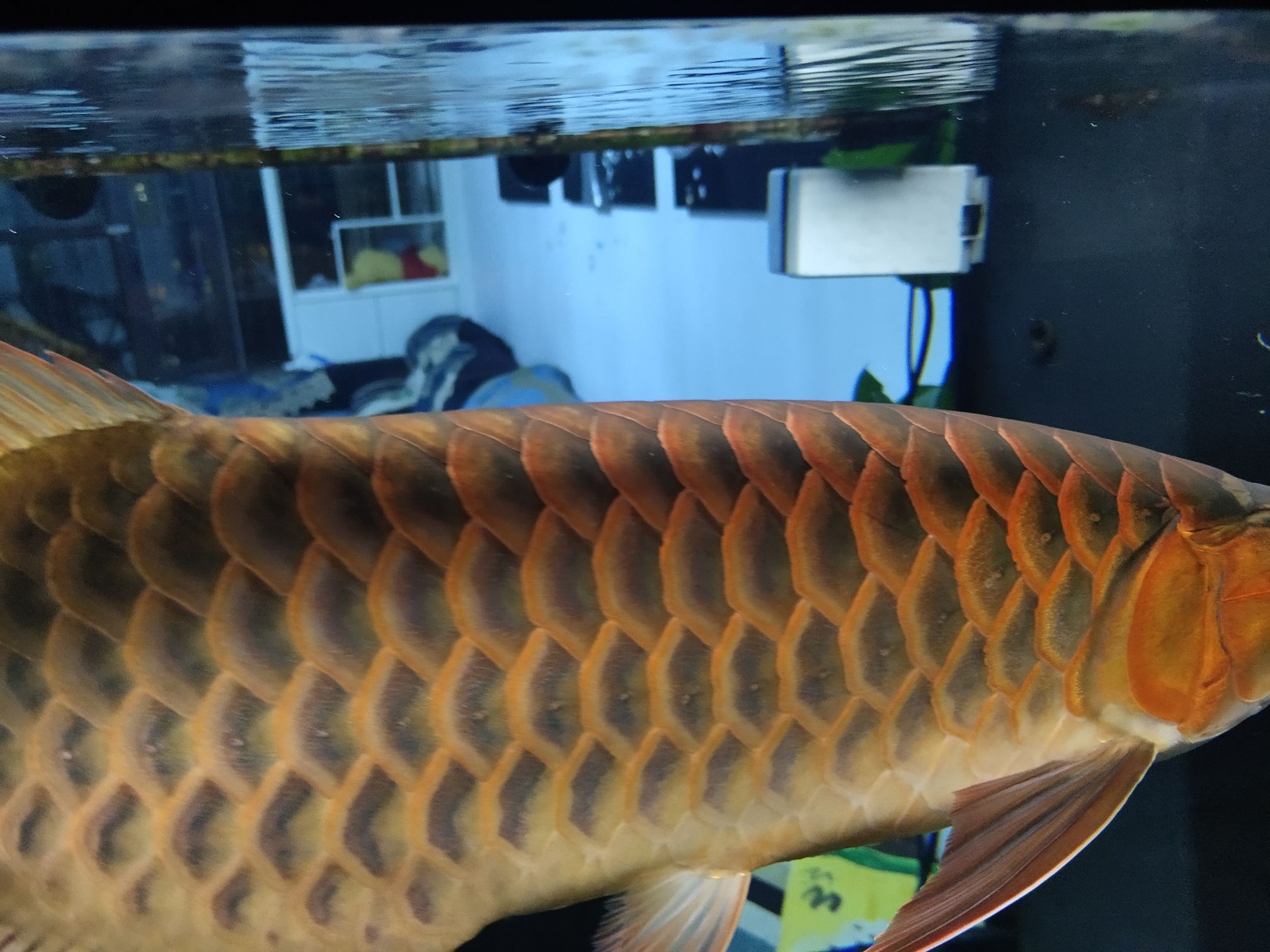 連云港水族館來(lái)大神龍魚融麟怎么搞