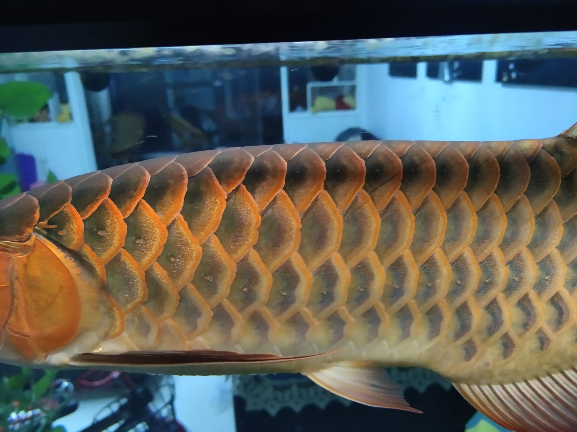 連云港水族館來(lái)大神龍魚融麟怎么搞