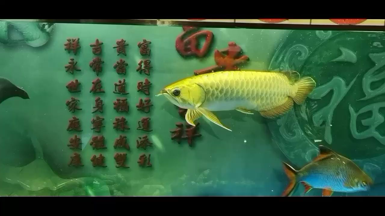 幫我看下這條魚值多少錢？