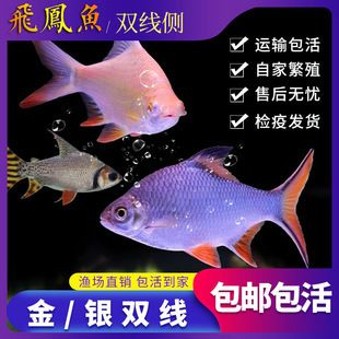 金鳳銀鳳和龍魚（金鳳魚和銀鳳魚可以與龍魚混養(yǎng)，但需要注意哪些因素） 龍魚百科 第5張