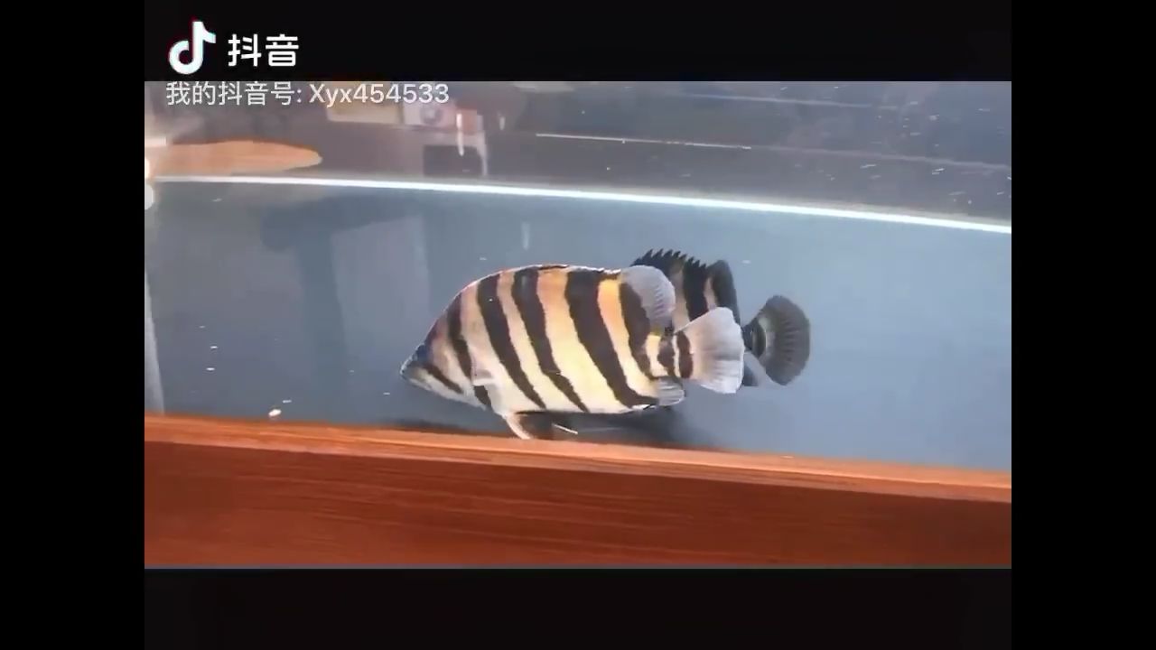 虎魚也瘋狂