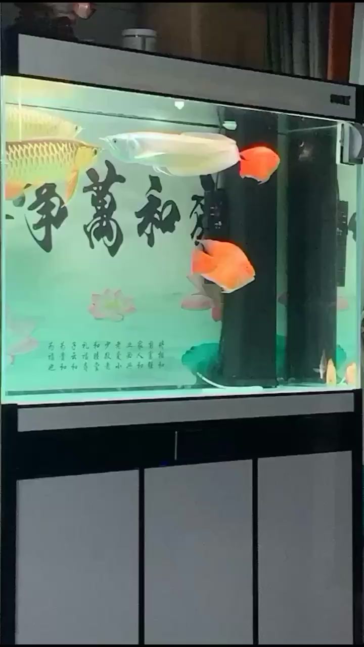 紹興觀賞魚市場二十天沒喂沒換水 觀賞魚市場（混養(yǎng)魚） 第2張