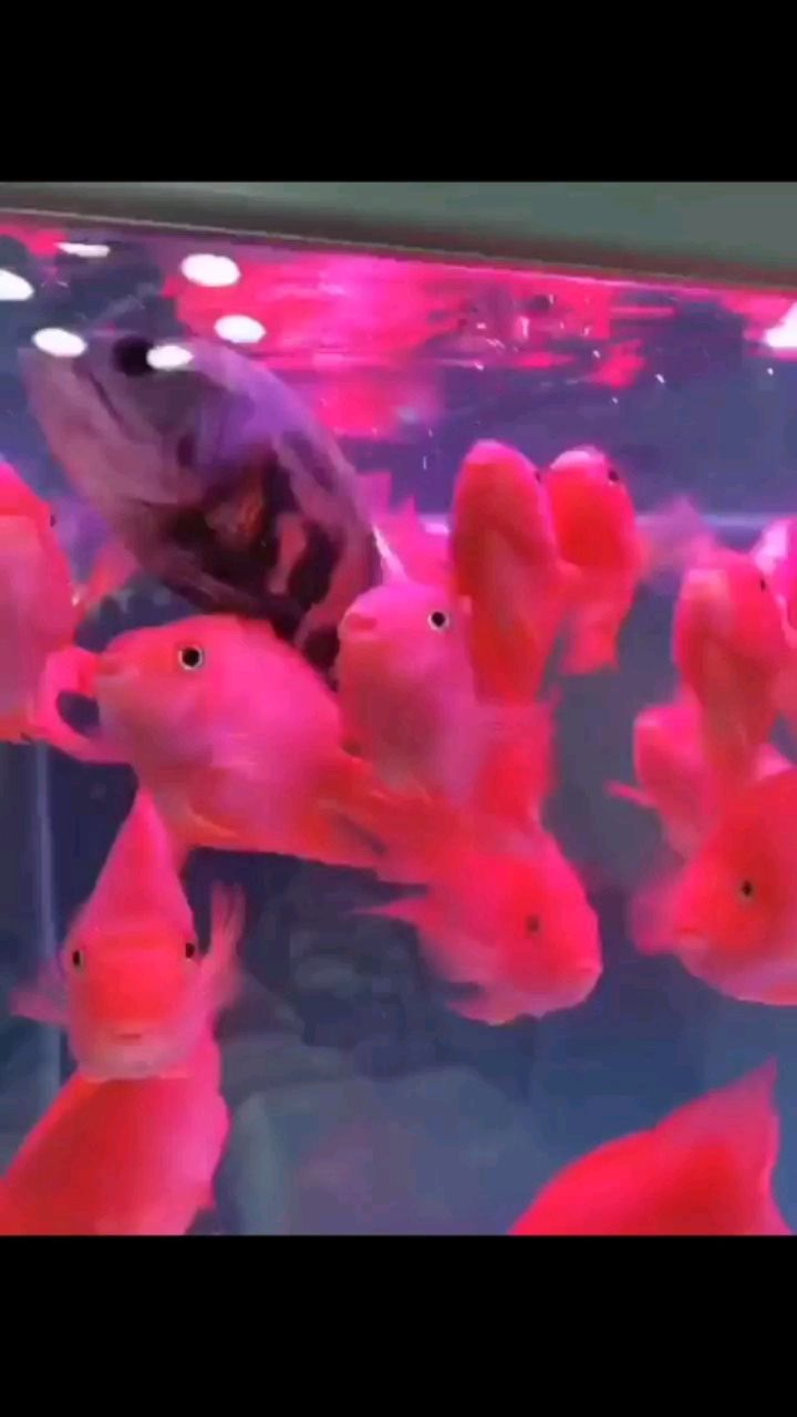 鶴崗觀賞魚市場被水族店奸商坑