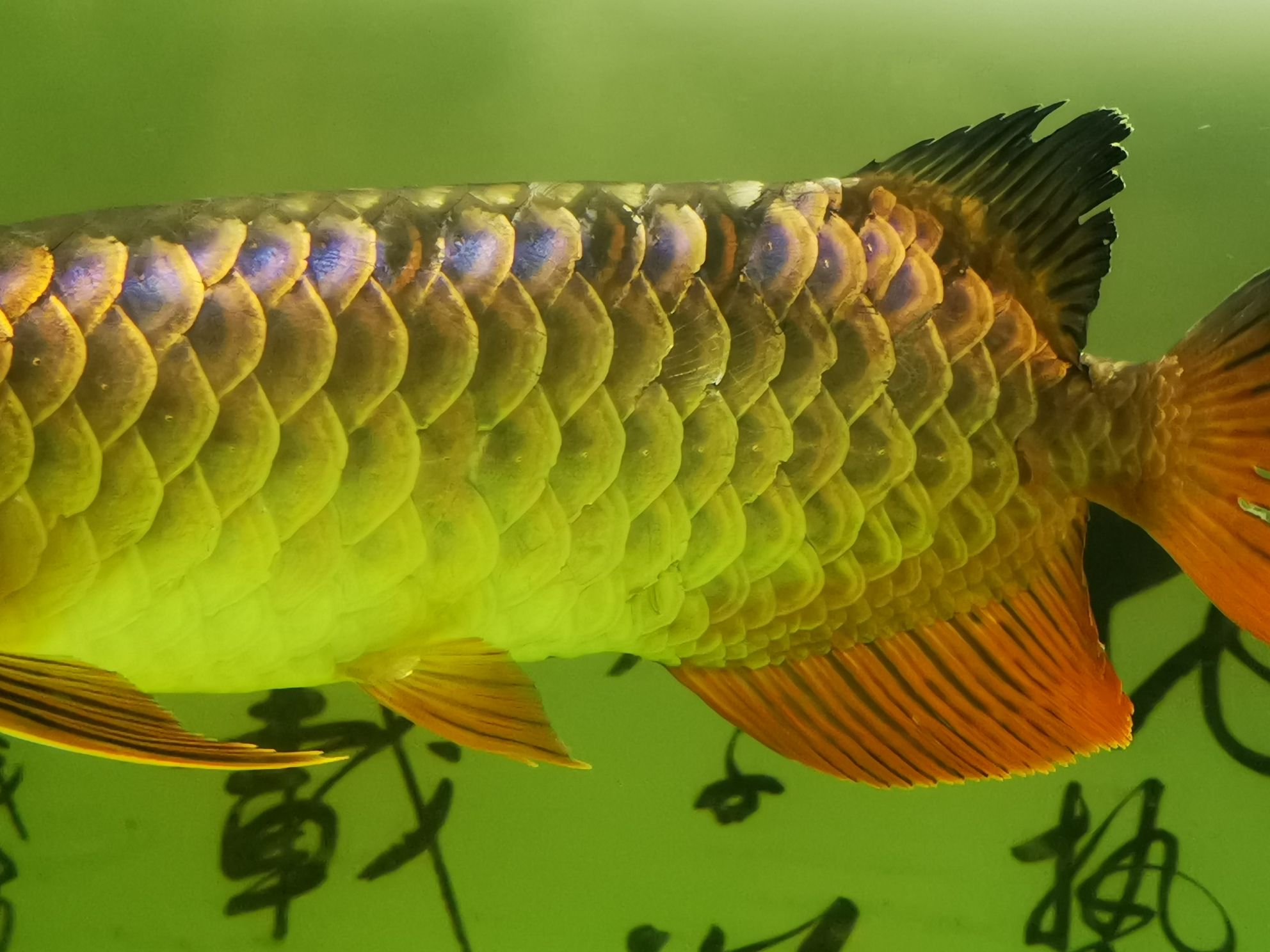 請問這魚鱗是怎么了？ 紅龍福龍魚 第3張