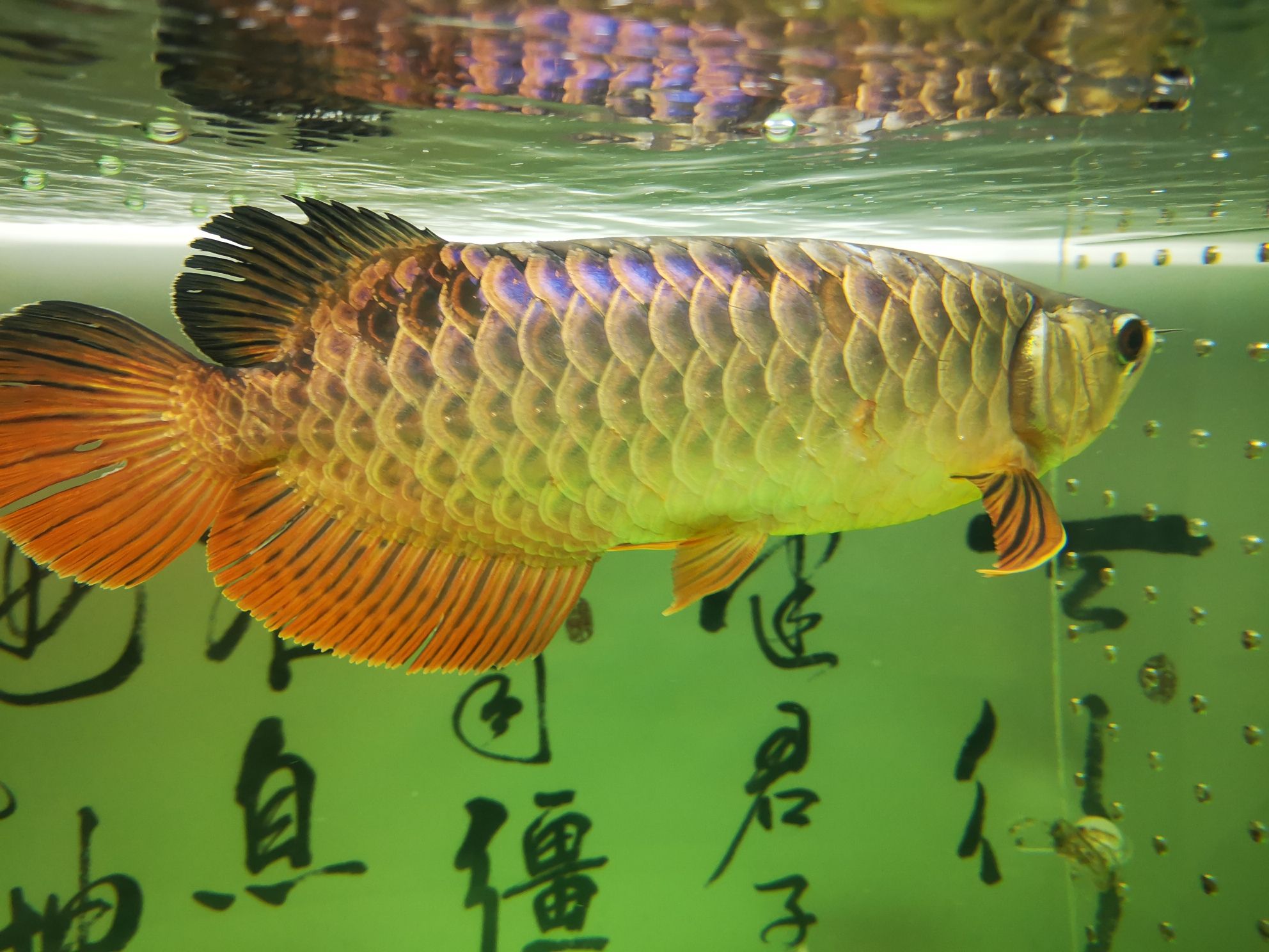 請問這魚鱗是怎么了？ 紅龍福龍魚 第5張