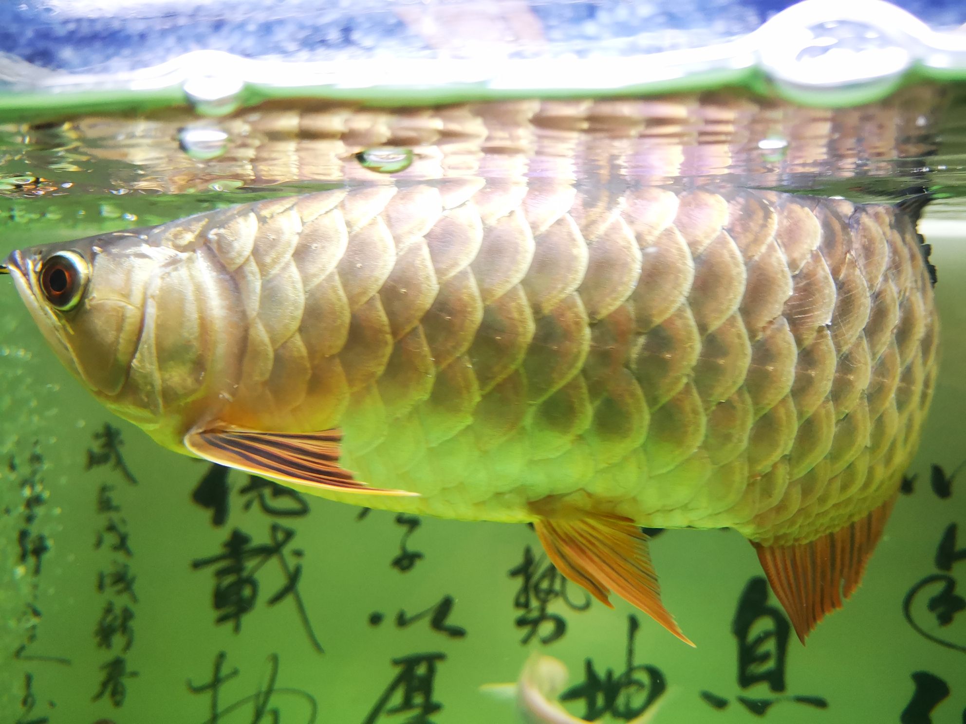 請問這魚鱗是怎么了？ 紅龍福龍魚 第4張