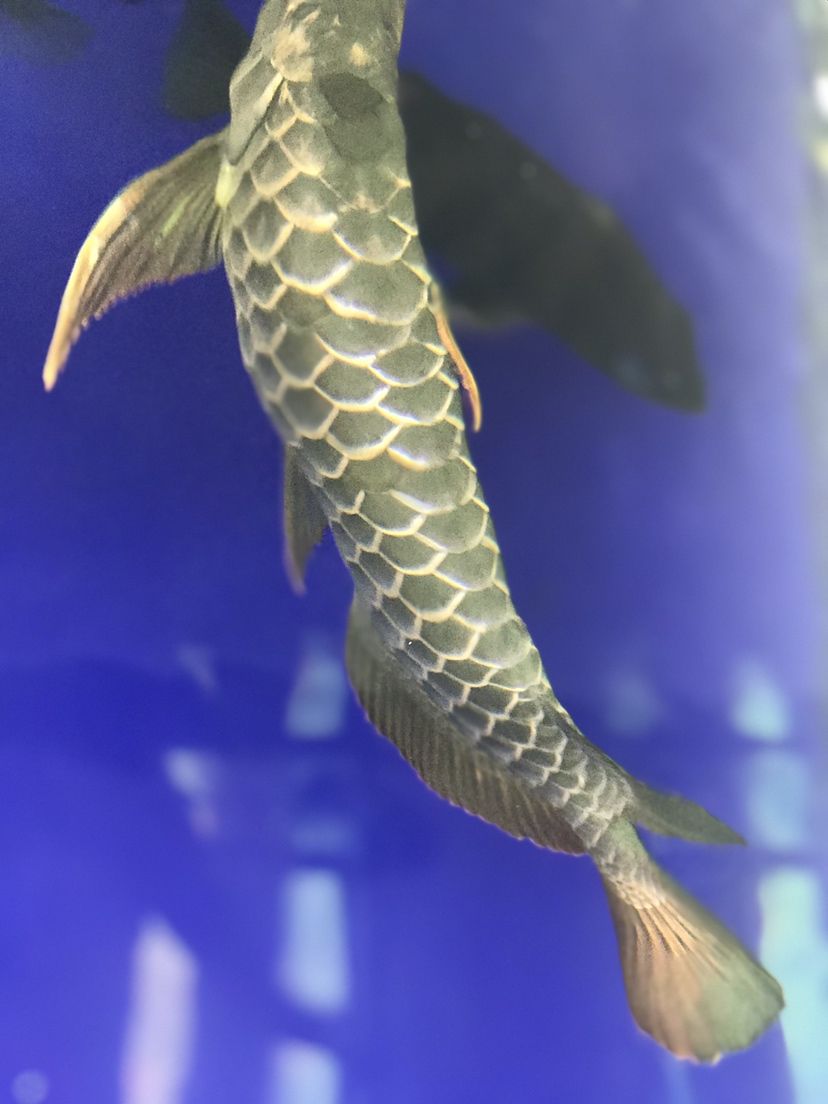 隴南水族館30公分的水幕金龍魚 除藻劑 第7張