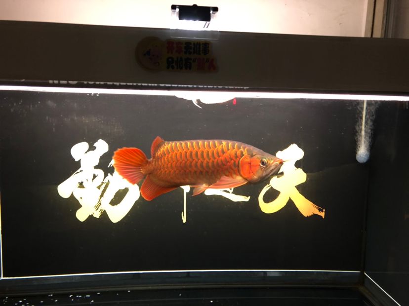 達(dá)州觀賞魚市場換背景龍魚圈