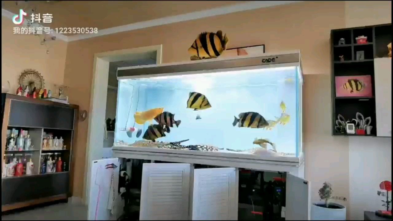 商丘水族館龍爭虎斗 斑馬狗頭魚