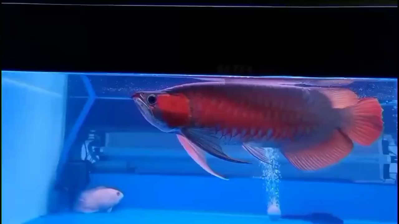 漂亮的龍魚 高背金龍魚 第1張