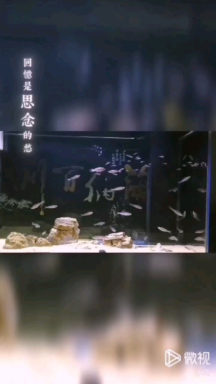 好久沒(méi)來(lái)了魚(yú)友們最近可好 帝王三間魚(yú)