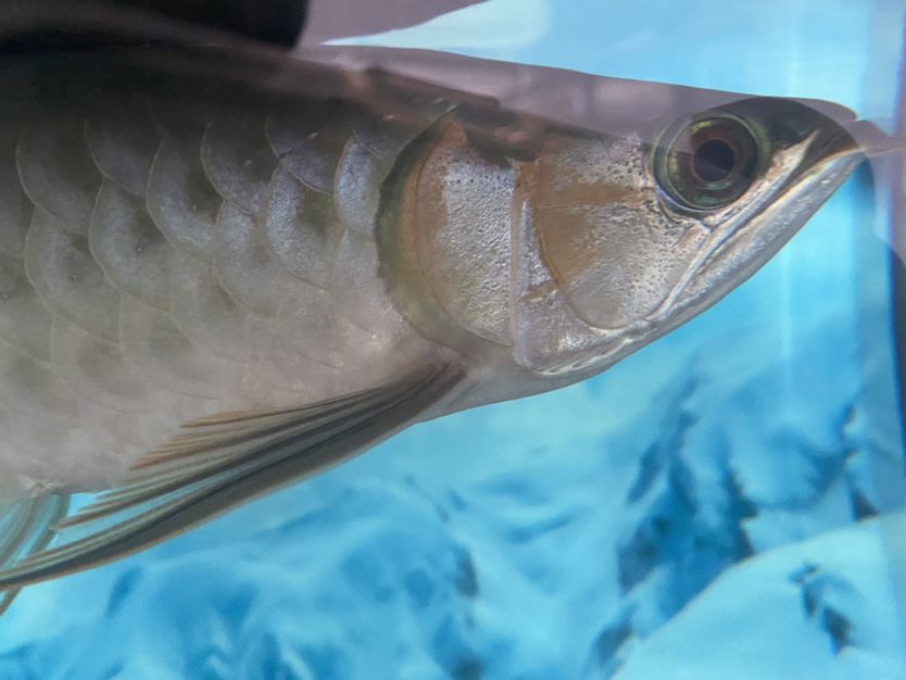 急求解決方案 豹紋夫魚(yú)苗 第3張