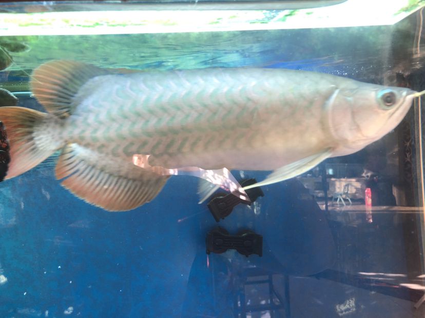 德宏傣族景頗族自治州水族館這個是不是號半啊