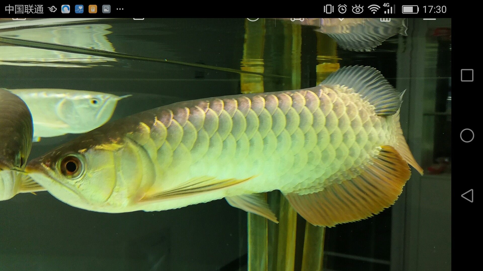 濟(jì)寧水族館家有小龍小龍鱗片光滑么