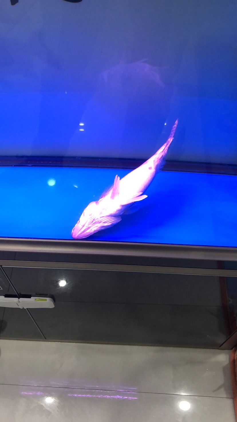 包頭水族館國產(chǎn)虎魚 虎魚百科 第4張