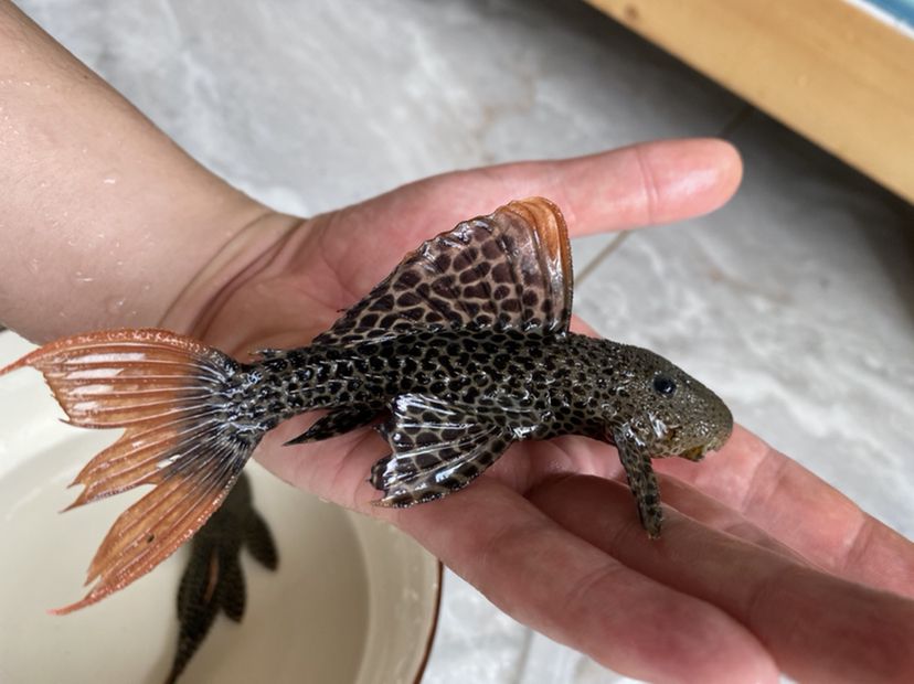 廈門(mén)水族館異形魚(yú) 孵化器 第3張