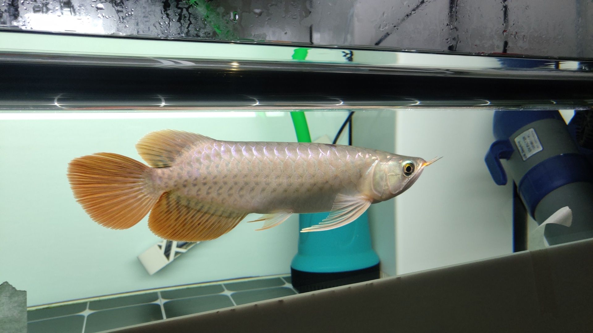 梧州觀賞魚市場到家滿月 觀賞魚市場（混養(yǎng)魚） 第2張