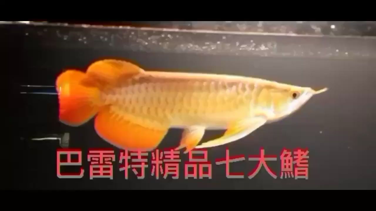 保山觀賞魚市場龍魚