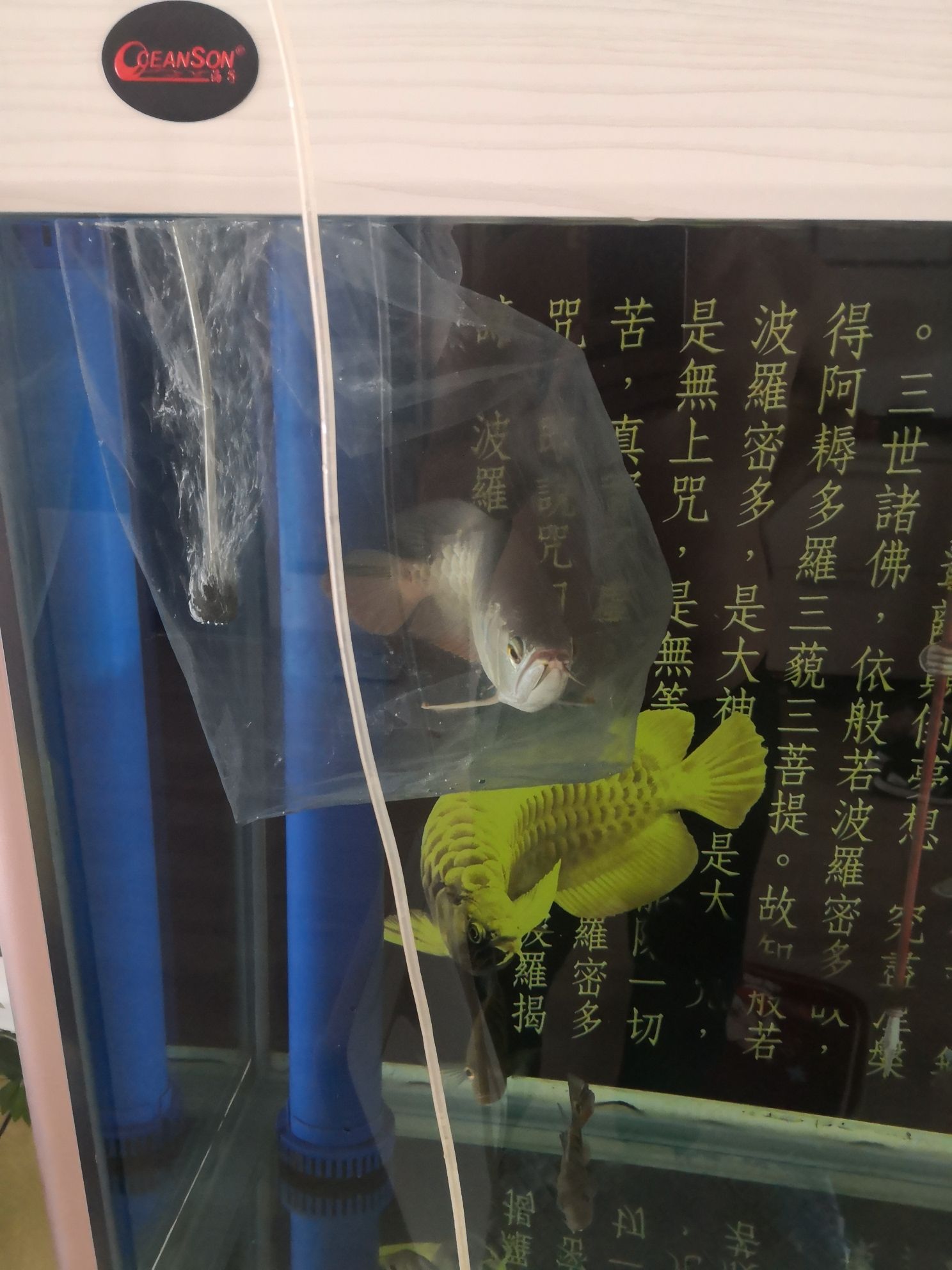 池州觀賞魚市場這是B級過背嗎