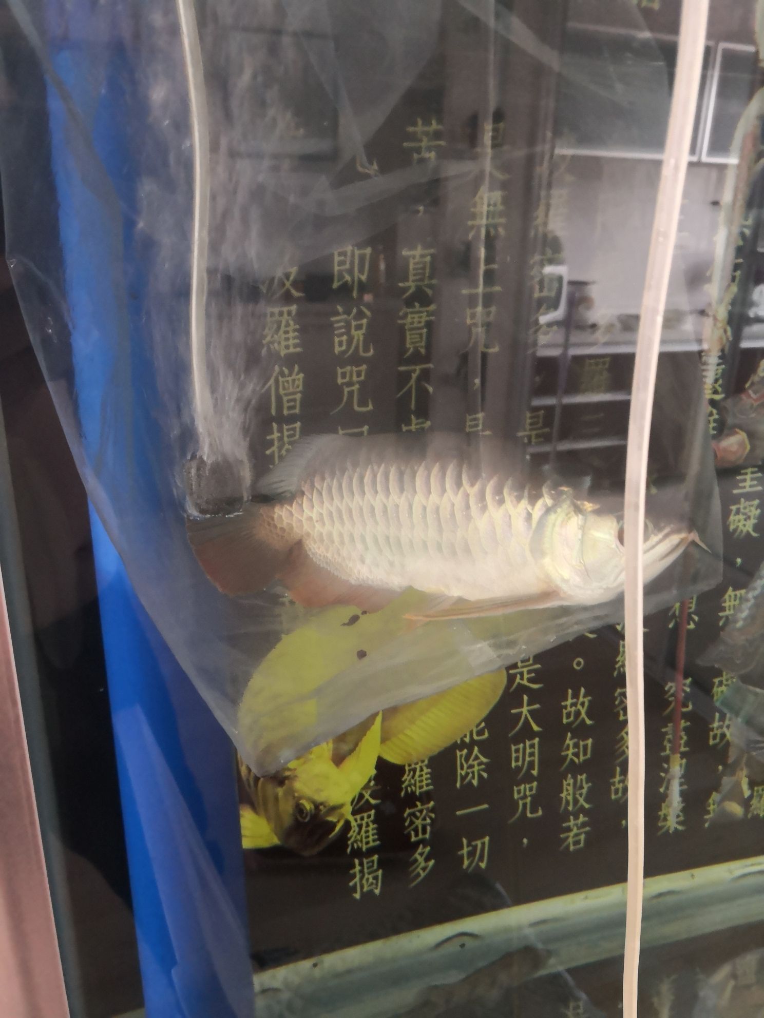 池州觀賞魚市場這是B級過背嗎 觀賞魚市場（混養(yǎng)魚） 第4張