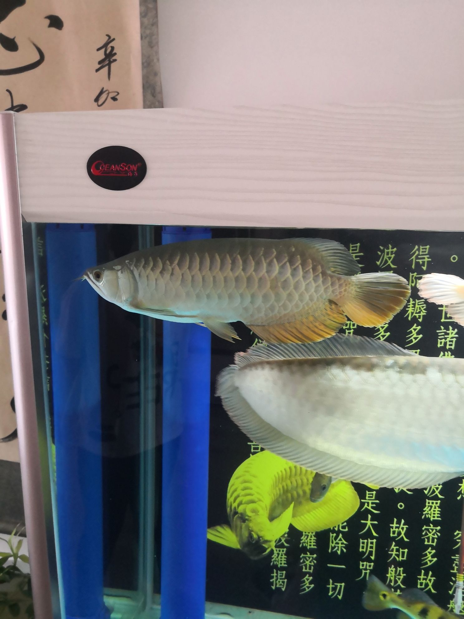 池州觀賞魚市場這是B級過背嗎 觀賞魚市場（混養(yǎng)魚） 第5張