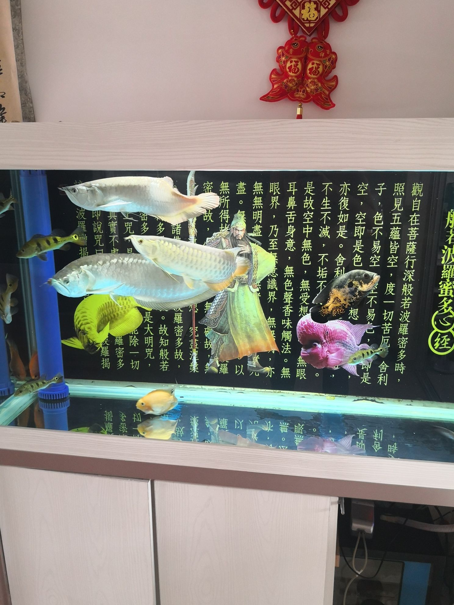 池州觀賞魚市場這是B級過背嗎 觀賞魚市場（混養(yǎng)魚） 第8張