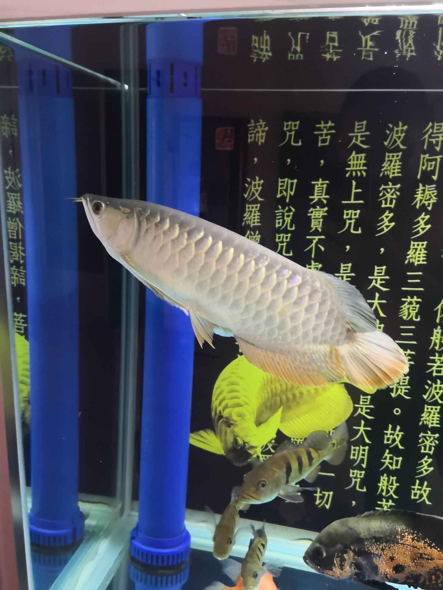 池州觀賞魚市場這是B級過背嗎 觀賞魚市場（混養(yǎng)魚） 第7張