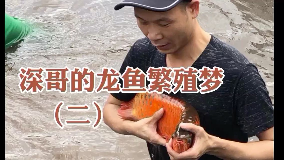 深哥的龍魚繁殖夢2 金老虎魚 第2張