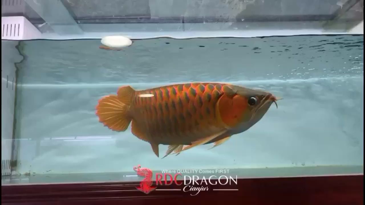 喀什水族館大家伙