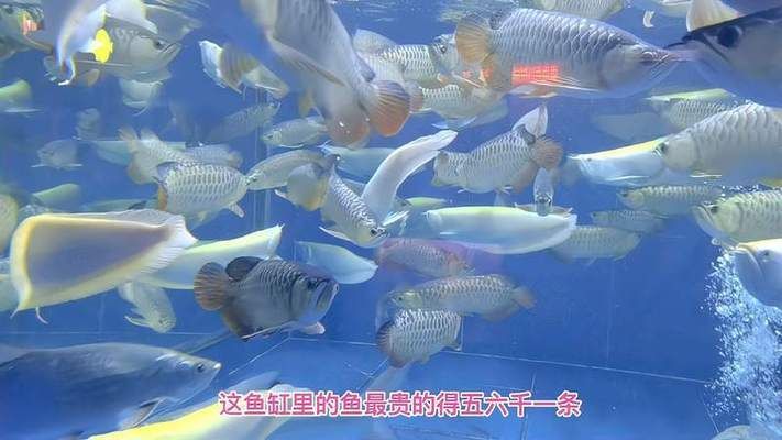 幾百萬的龍魚能養(yǎng)嗎（養(yǎng)殖幾百萬的龍魚并非不可能） 龍魚百科 第3張