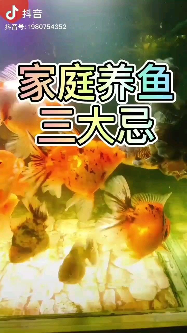 家庭養(yǎng)魚(yú)三大忌 哥倫比亞巨暴魚(yú)苗