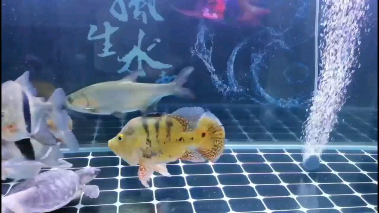 混養(yǎng)來一個 一眉道人魚苗