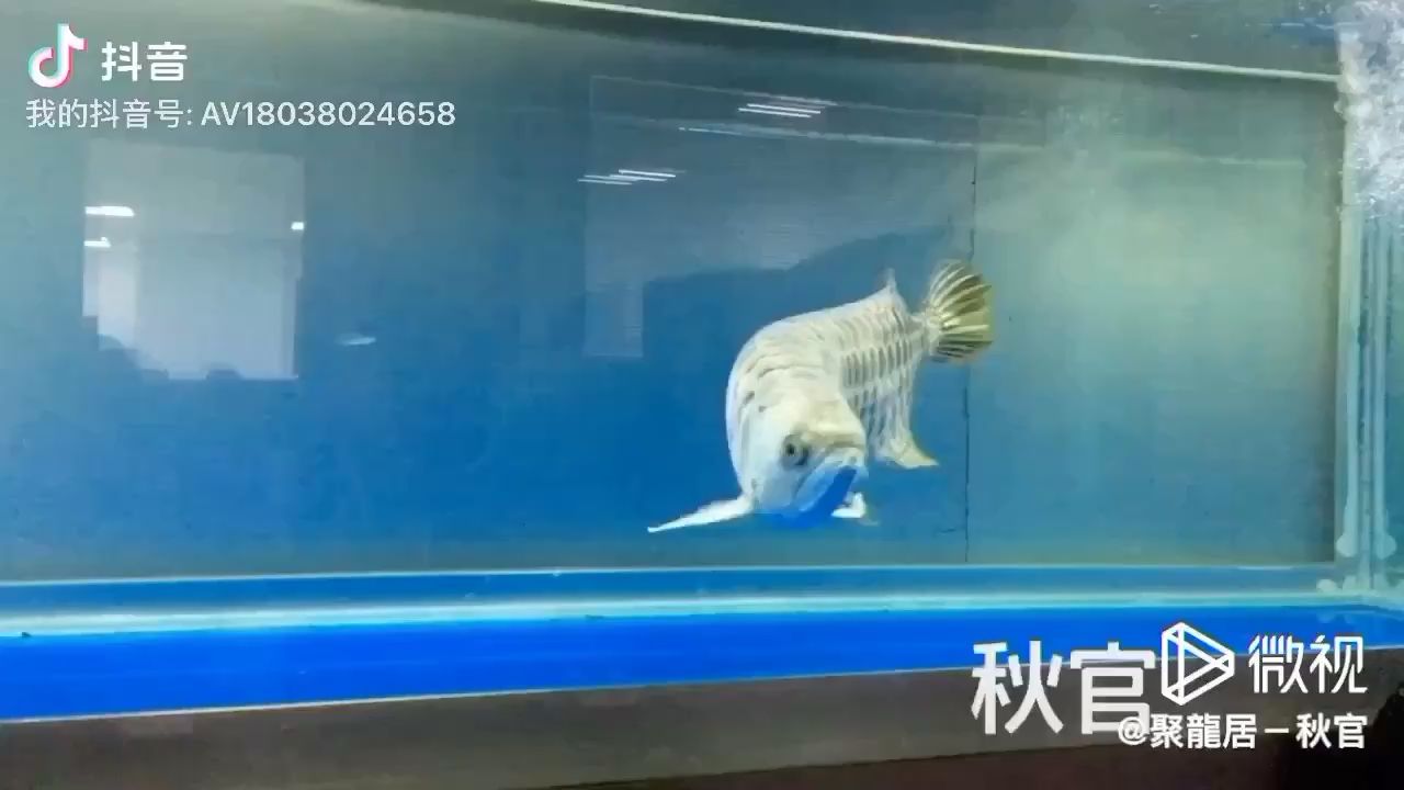 巧克力白金龍 一眉道人魚苗 第1張