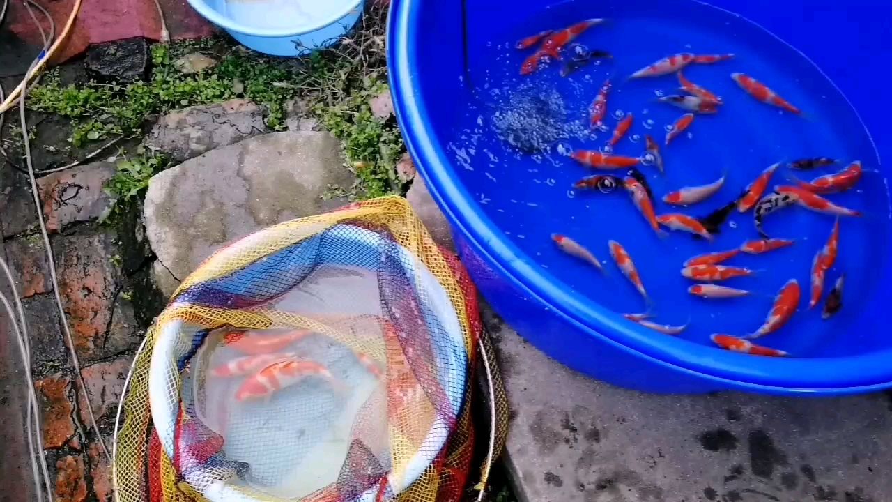 楚雄彝族自治州水族館好血統(tǒng)出好魚長大才是真的好