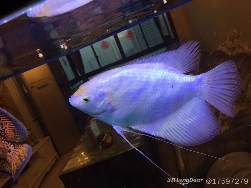 我的招財魚成長過程一年兩個月 觀賞魚飼料 第4張