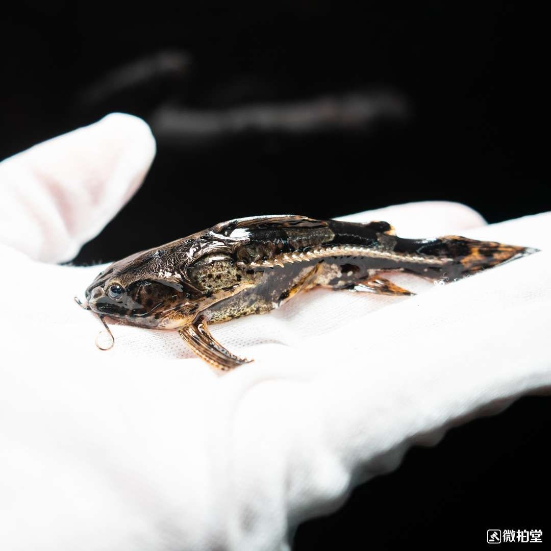 荊州水族館蟒紋鐵甲武士 鐵甲武士 第1張