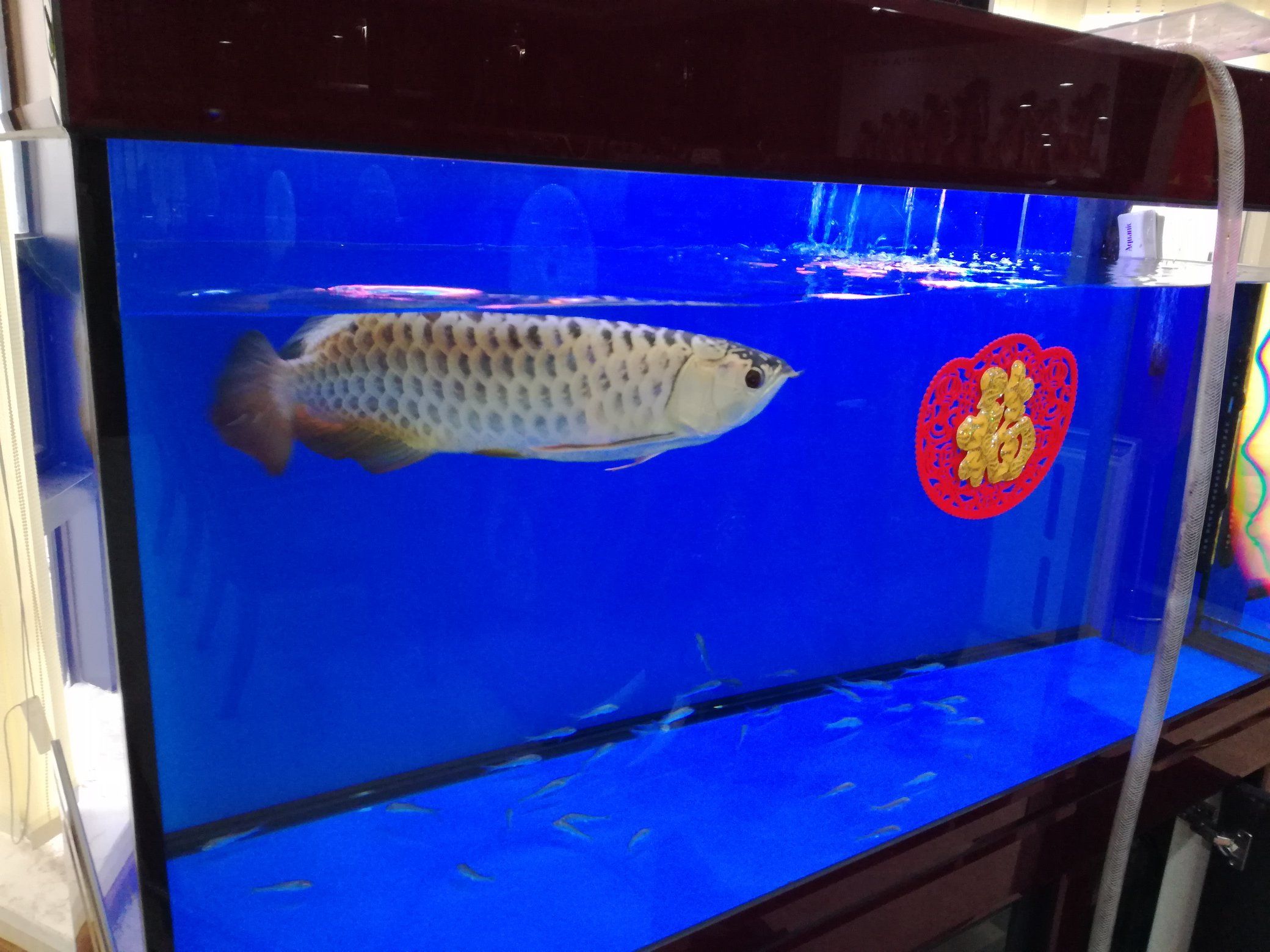 好魚