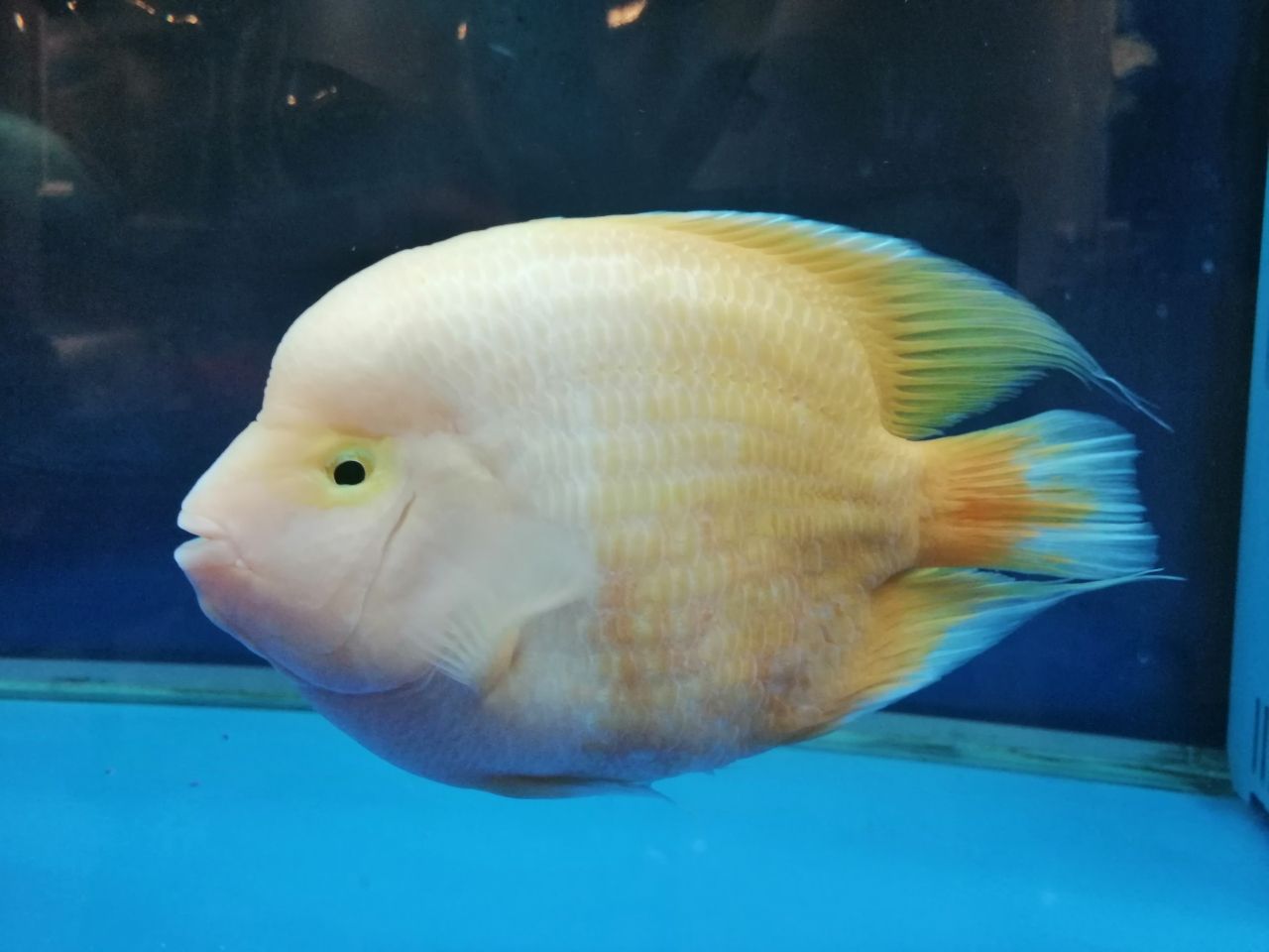 松原水族館原汁原味