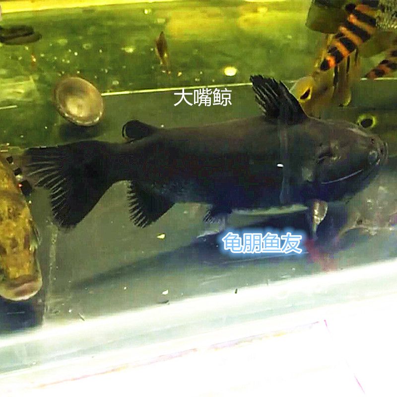 有魚友喂這個糧嗎？