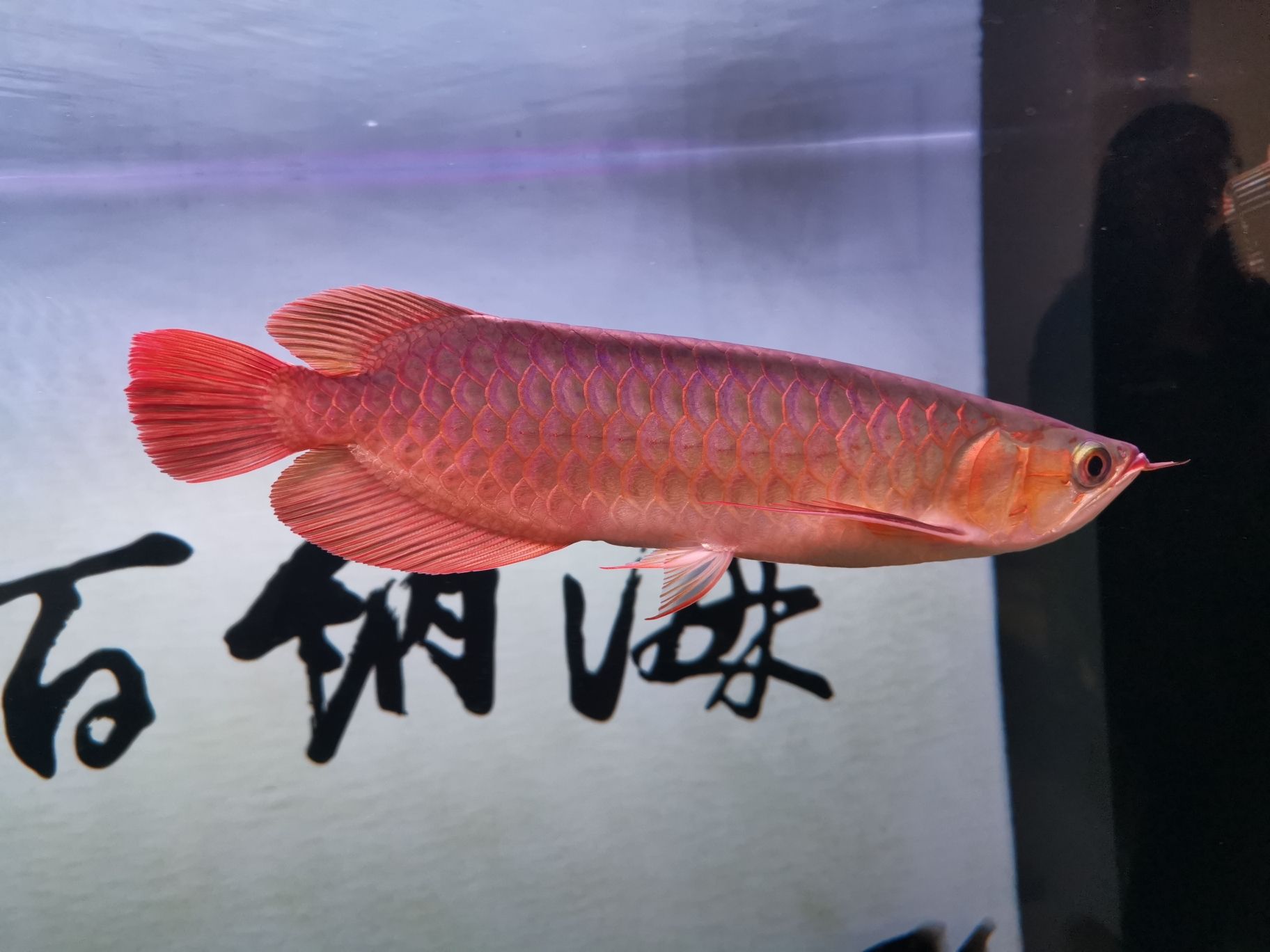 宜賓觀賞魚市場這身材